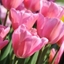 Picture of Tulipa Mistress