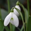 Picture of Galanthus S. Arnott