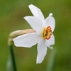 Picture of Narcissus poeticus var. recurvus