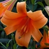 Picture of Lilium African Queen Group