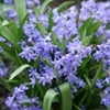 Picture of Scilla luciliae (Boiss.) Speta.