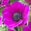 Picture of Anemone coronaria Sylphide (Mona Lisa Series)