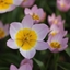 Picture of Tulipa saxatilis (Bakeri Group) Lilac Wonder