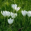 Picture of Colchicum autumnale Album
