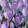Picture of Crocus Vanguard