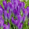 Picture of Crocus tommasinianus Barr's Purple