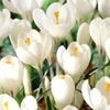 Picture of Crocus Jeanne d'Arc