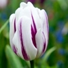 Picture of Tulipa Flaming Flag