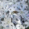 Picture of Scilla mischtschenkoana