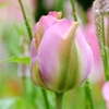 Picture of Tulipa Groenland