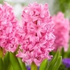 Picture of Hyacinthus orientalis Pink Pearl