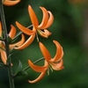 Picture of Lilium Orange Marmalade