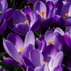 Picture of Crocus Remembrance