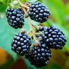 Picture of blackberry Loch Ness