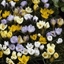 Picture of Crocus species - mixed colours