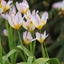 Picture of Tulipa saxatilis