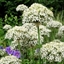 Picture of Allium nigrum