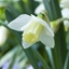 Picture of Narcissus Ice Follies