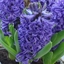 Picture of Hyacinthus orientalis Blue Pearl (PBR)