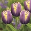 Picture of Tulipa Arabian Beauty