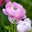 Picture of Ranunculus asiaticus Aviv Rose