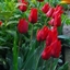 Picture of Tulipa Ile de France