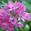 Picture of Allium oreophilum