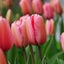Picture of Tulipa Pink Impression