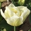 Picture of Tulipa Mondial (PBR)