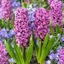 Picture of Hyacinthus orientalis Purple Sensation (PBR)