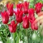 Picture of Tulipa Pieter de Leur