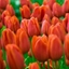 Picture of Tulipa Orange Cassini