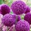 Picture of Allium Ambassador