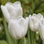 Picture of Tulipa Pim Fortuyn