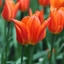 Picture of Tulipa Royal Pretender