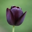 Picture of Tulipa Queen of Night - Organic bulbs