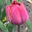 Picture of Tulipa Ridgedale