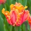 Picture of Tulipa Amazing Parrot