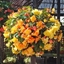 Picture of Begonia Super Cascade Apricot Shades mix
