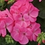 Picture of Geranium Rose