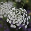 Picture of Ammi majus