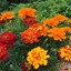Picture of Marigold French Fancy