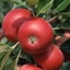 Picture of apple Discovery