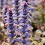 Picture of Ajuga reptans Burgundy Glow