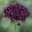 Picture of Allium atropurpureum