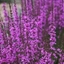 Picture of Lythrum virgatum Dropmore Purple