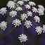 Picture of Ammi majus