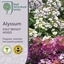 Picture of Alyssum Golf Bright Mixed
