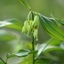 Picture of Disporum longistylum Green Giant