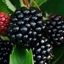 Picture of blackberry Bedford Giant